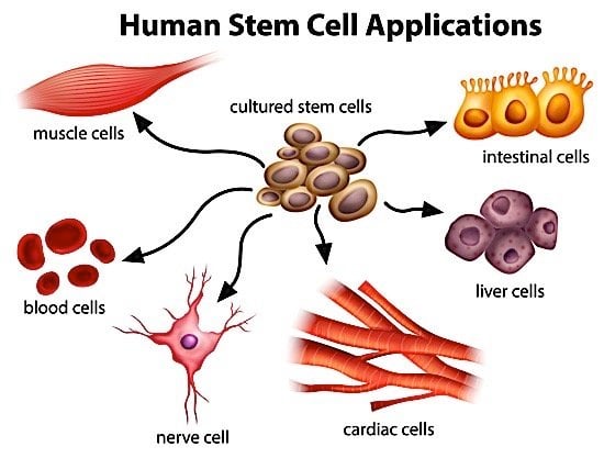 stem-cell-graphic-bayer-mars-toronto-till-mcculloch